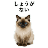 852720061