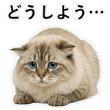 852720071