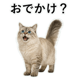 852720077