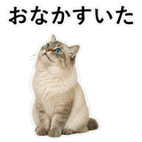852720087
