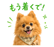 852720407