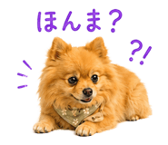 852720428
