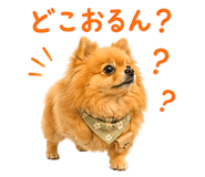 852720432
