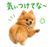 852720440