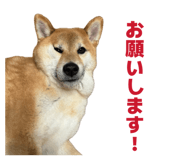 852726860