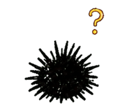 852730068