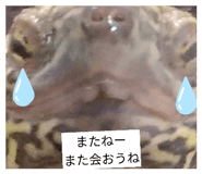 852730306