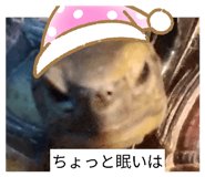 852730317