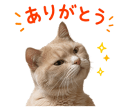852730381