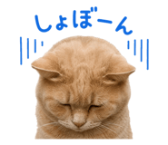 852730391