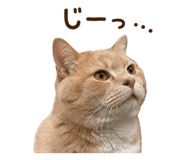 852730395