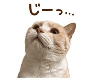 852730396