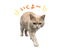 852730399