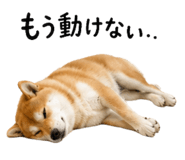 852730411