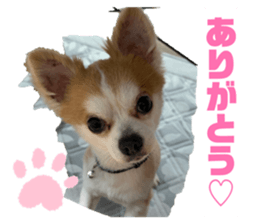 852733743
