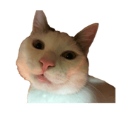 852734734