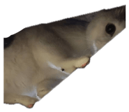 852734740