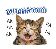 852740794