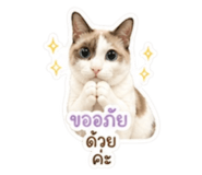 852742777