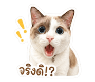 852742801