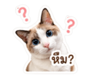 852742802