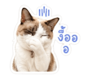 852742804