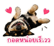 852743775
