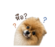 852745581