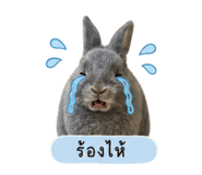 852752572