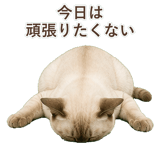 852761998