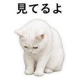 852786868