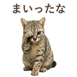 852786955
