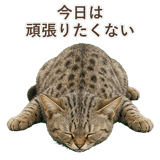 852786966