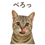 852786981