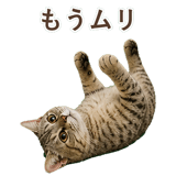 852786990