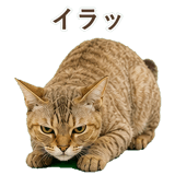 852787098