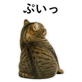 852787144