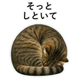 852787154
