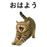 852787164