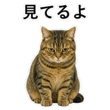 852787172