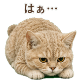 852787186
