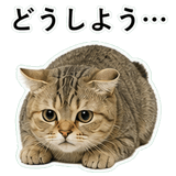 852787503