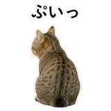 852787504