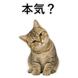 852787505