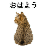 852787524