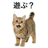 852787529