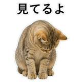 852787532