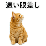 852787556