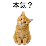 852787561