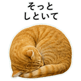 852787570
